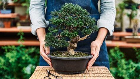 bonsai 意思